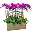 Orchids decor plant